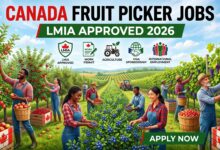 Canada Fruit Picker Jobs with LMIA Approved 2026 Apply Online