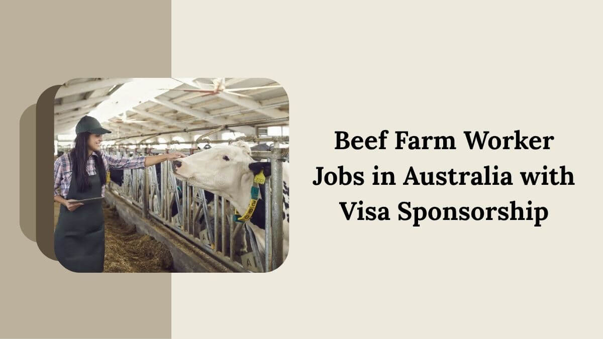 Beef Farm Worker Jobs in Australia with Visa Sponsorship