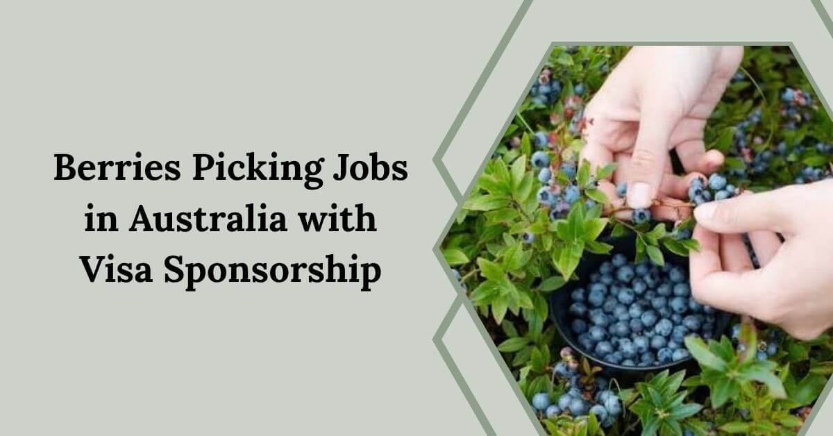 Berries Picking Jobs in Australia with Visa Sponsorship