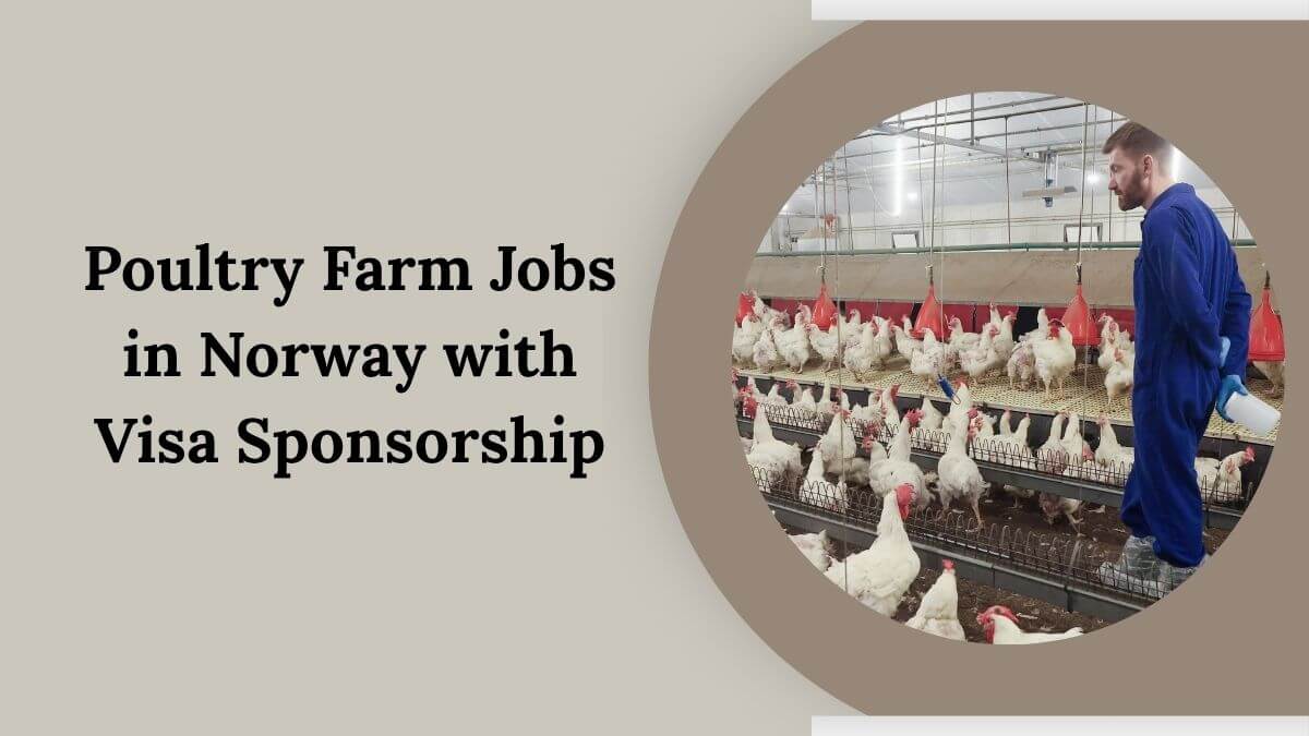 Poultry Farm Jobs in Norway with Visa Sponsorship