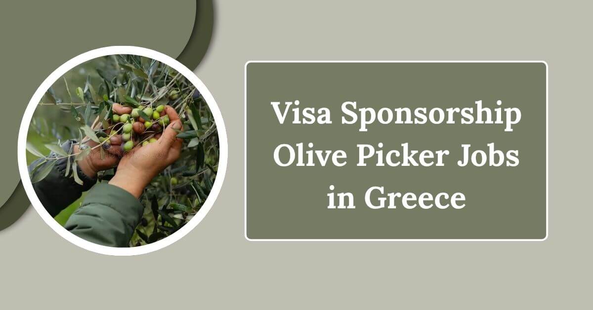 Visa Sponsorship Olive Picker Jobs in Greece
