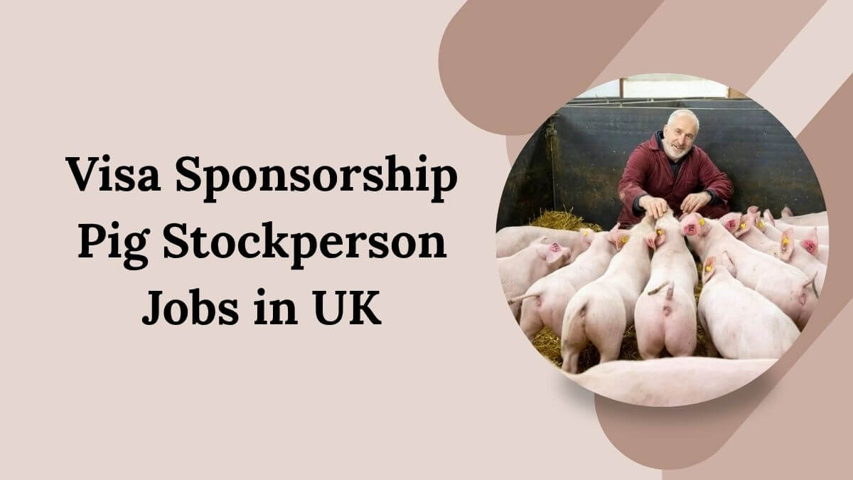 Visa Sponsorship Pig Stockperson Jobs in UK