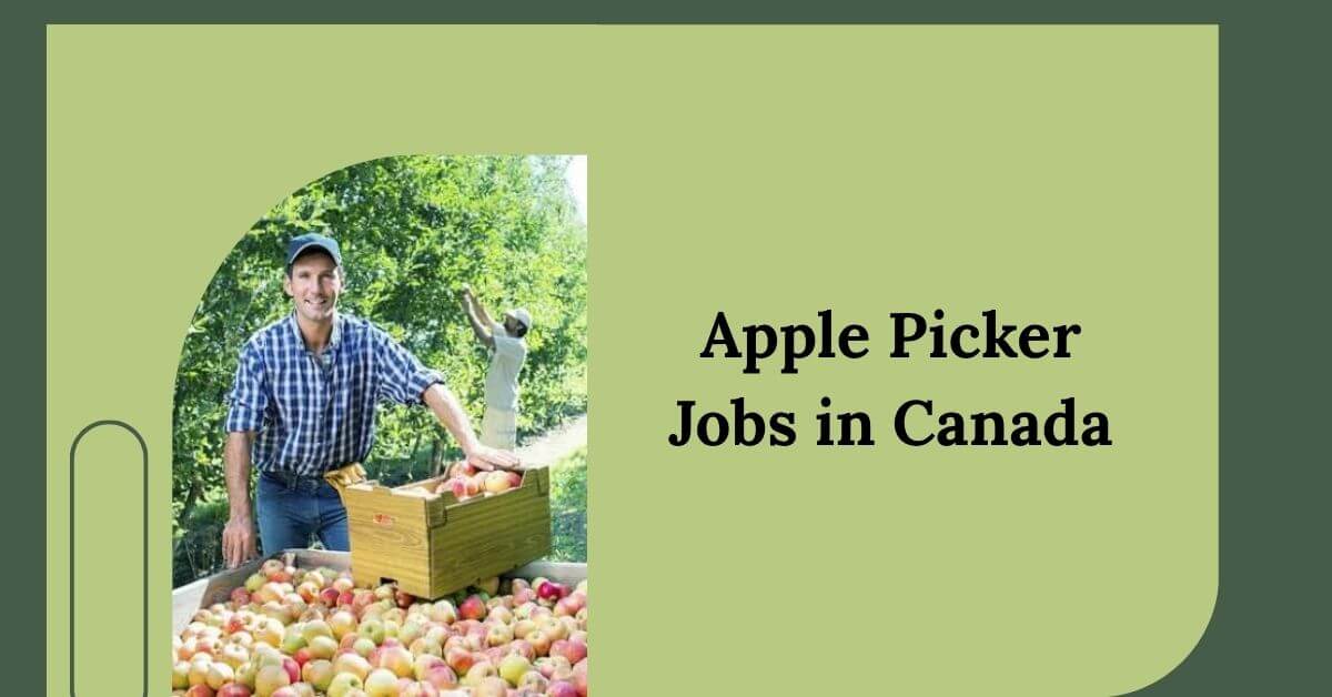 Apple Picker Jobs in Canada