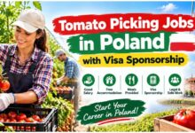 Tomato Picking Jobs in Poland with Visa Sponsorship