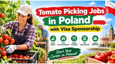 Tomato Picking Jobs in Poland with Visa Sponsorship